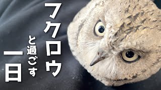 フクロウと大学生の一日〜忙しい日編〜