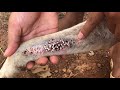 Mangoworm removal from dog remove mangoworm on dog  mangoworm 2021