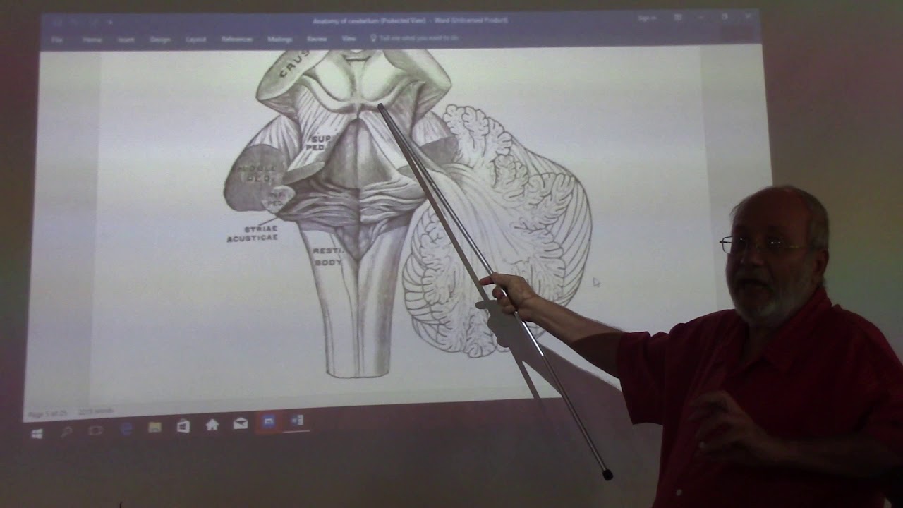 Neuroanatomy 57 ( Cerebellum , part 5 ) , by Dr. Wahdan - YouTube