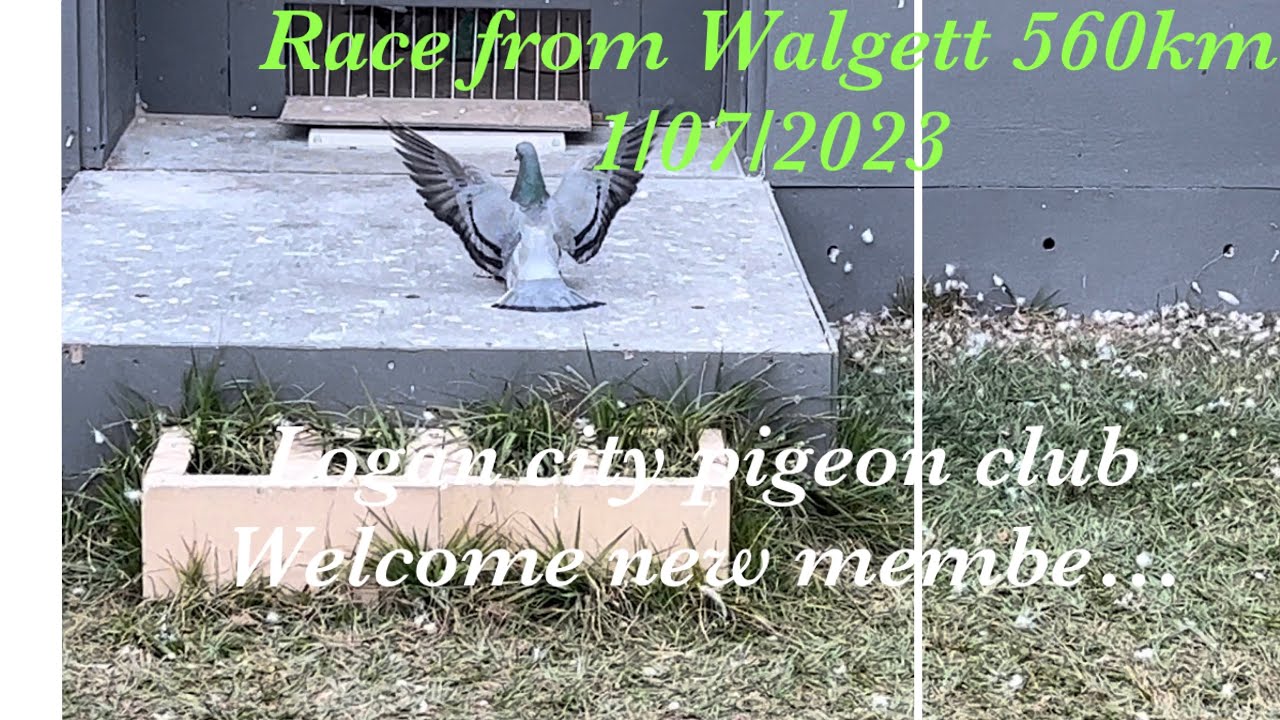 Walgett Races Race arrivals, from Walgett 560km #pigeonracing #pigeonslovers # ...