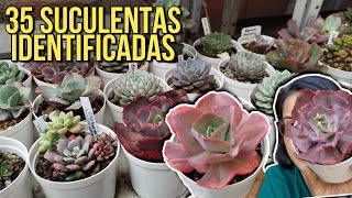 35 SUCULENTAS IDENTIFICADAS + CUIDADOS 🌱 | Jardines by Angie