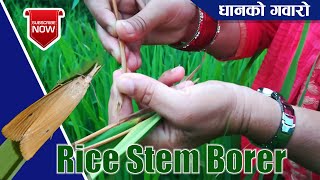 धानमा गवारोको आतंक || यसको क्षेतिको पहिचान र व्यवस्थापन || Rice Stem Borer & Its Management