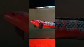 Aquarium Fish Hobby