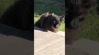 music and cats part 84. A HUNGRY PANTHER #cat #cats #kitten #kittens #panther #ambergrove #band