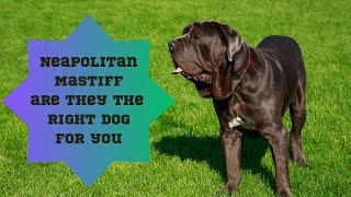 Neapolitan Mastiff are they the right dog for you