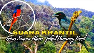 Suara Krantil 'isian suara alam' Pikat burung kecil