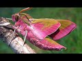 PRETTY in PINK! Amazing Pink Moth: Elephant  Hawkmoth (Deilephila elpenor)