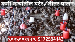 कमी खर्चातील बटेर तितर पालन low cost butter farming माहिती विज्ञान केंद्र पोल्ट्री फार्म