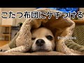 チワワの銀さん　こたつ布団にケチつける
