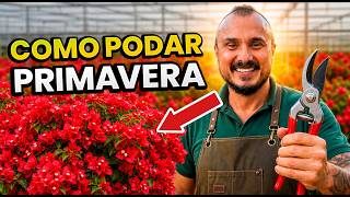 COMO PODAR sua Primavera (Bouganvillea) para FLORESCER | Dicas e Cuidados