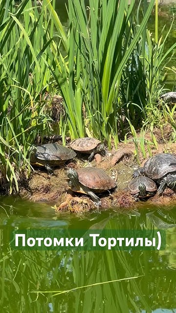 Плодовитая Тортила) #прикол #пруд #красноухаячерепаха #черепаха # ...