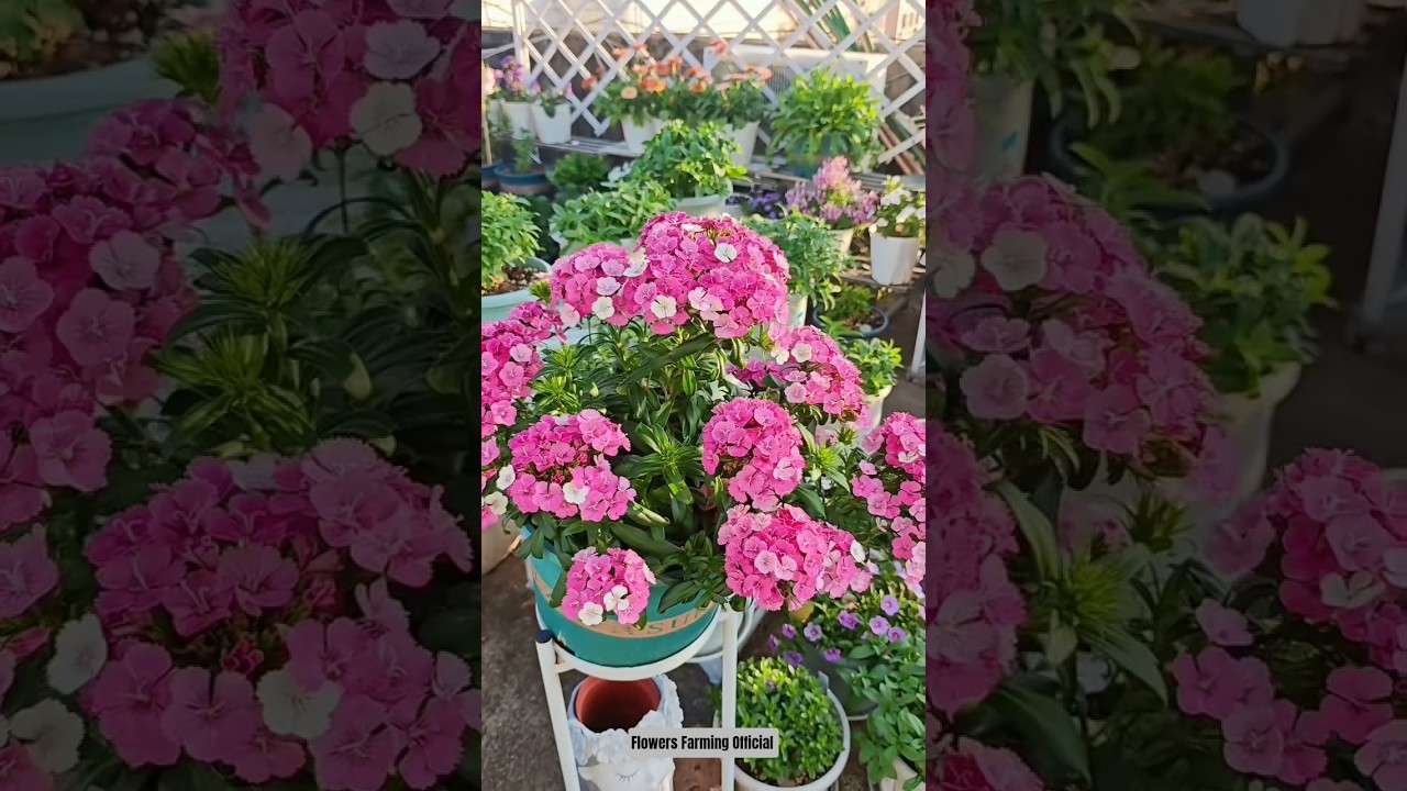 Garden Vibes You'll Love |Part 10| 🌱🌼