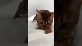 Tu changes les draps... et ton chat débarque !? 😼🧺🛏️ #chat #caats