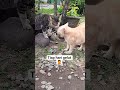 kucing kalian suka gelut juga gak?? #cat #kucing #masukberanda