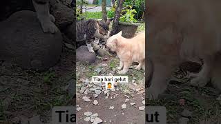 kucing kalian suka gelut juga gak?? #cat #kucing #masukberanda