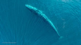 Humpback, fin whale and mobula rays feeding in the Sea of Cortez