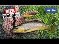 Brown Trout on SIEK Wobbler lures!