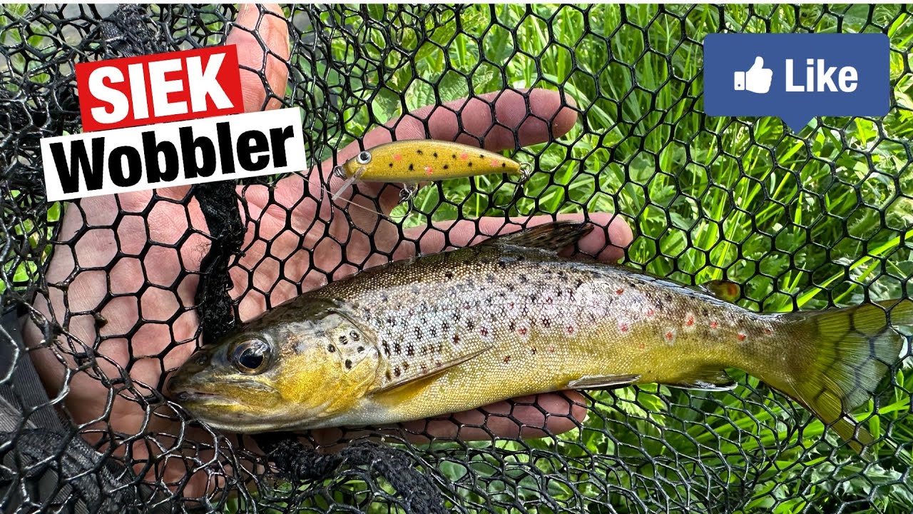 Brown Trout fishing Siek Wobbler lures! 