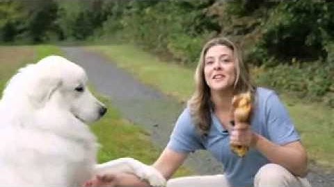 Push-In Relay Test - 95lb Dog Named Aspen - Phoenix Contact