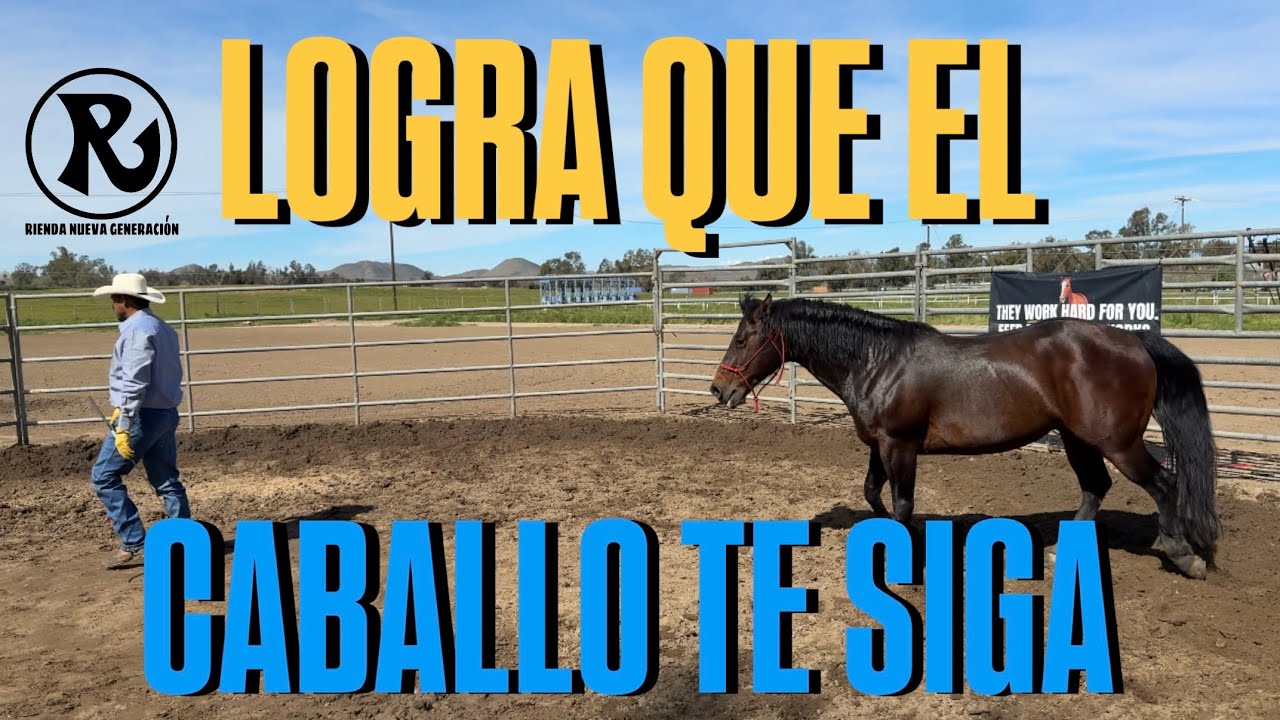 Enséñale a tu caballo que te siga sin ningún lazo 
