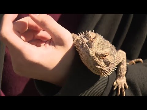 Family pet lizard found safe after fire erupted in attic of Davie home
