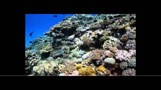 Wreck Reef - Coral Sea by ProtectOurCoralSea 350 views 11 years ago 2 minutes, 22 seconds