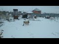 Первый снег, собака "играет" с крысой