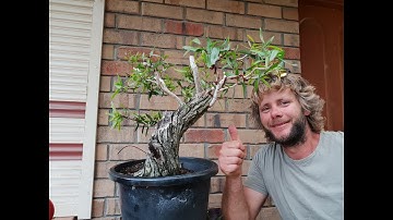 Aussie native Bonsai, Aussie bonsai bloke
