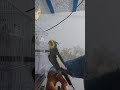 My Cocktail talking