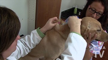 Microchips: Your Best Bet to Get Back a Lost Pet