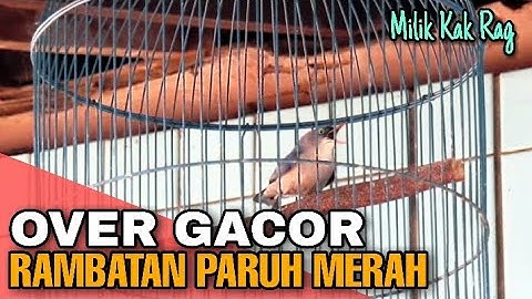 Rambatan Paruh Merah Gacor Nya Sampai Over - Suara Jernih