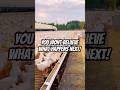 Thousands of Ducks Go Wild in a Frenzy – You Won't Believe What Happens Next!