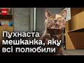 🐱🥰 Улюблениця рятувальників! Кішечка сховалася від ворожої атаки - і поселилася у пункті незламності