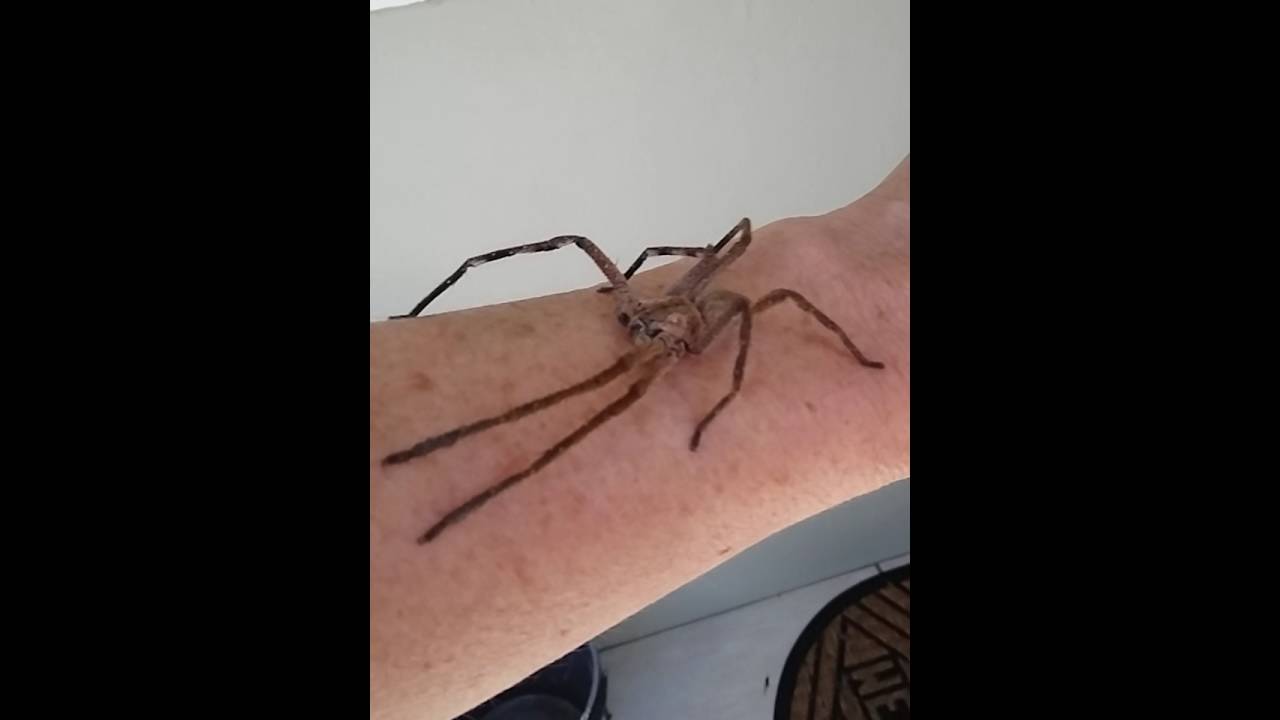 Get Rain Spider Palystes Superciliosus Youtube For Android Free Wallpaper Rain Spider Palystes Superciliosus Youtube For Android Free