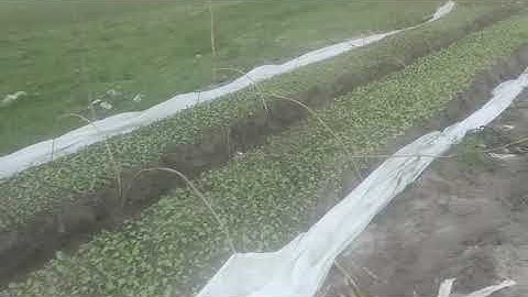 GIỐNG CÂY THUỐC LÁ. Vườn ươm giống cây thuốc lá. Gơ giống cây thuốc lá con...