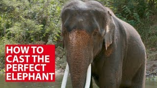 How To Cast The Perfect Elephant Conversation With Cna Insider