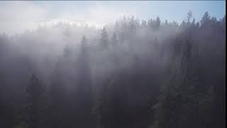 Foggy Pine Forest Helicam Video  | Free stock video | Royalty Free Videos | No Copyright