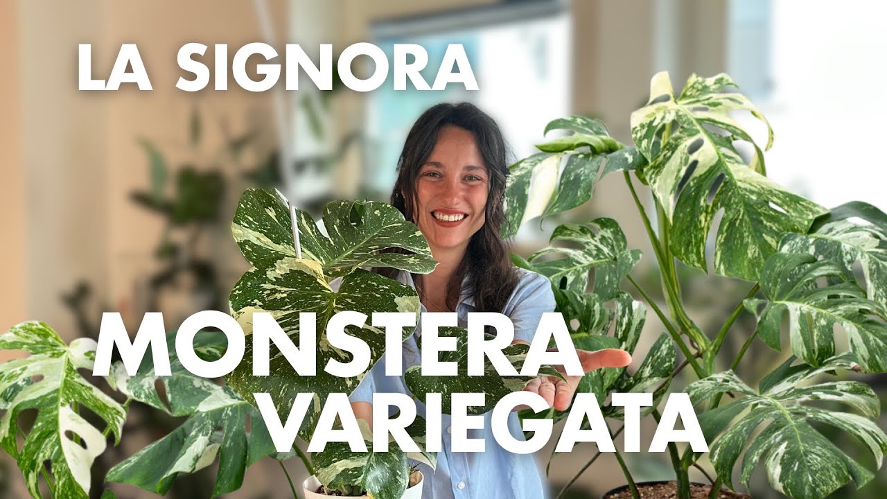 EP.16 | LA SIGNORA MONSTERA VARIEGATA