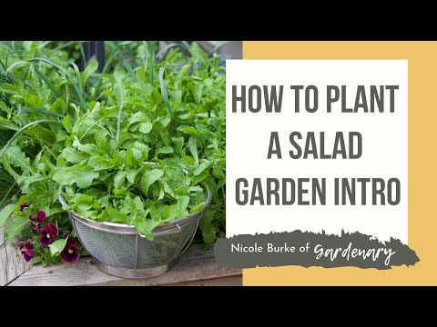 Video: Kas yra vaisių salotų sodas: vaisių salotų sodo temos kūrimas