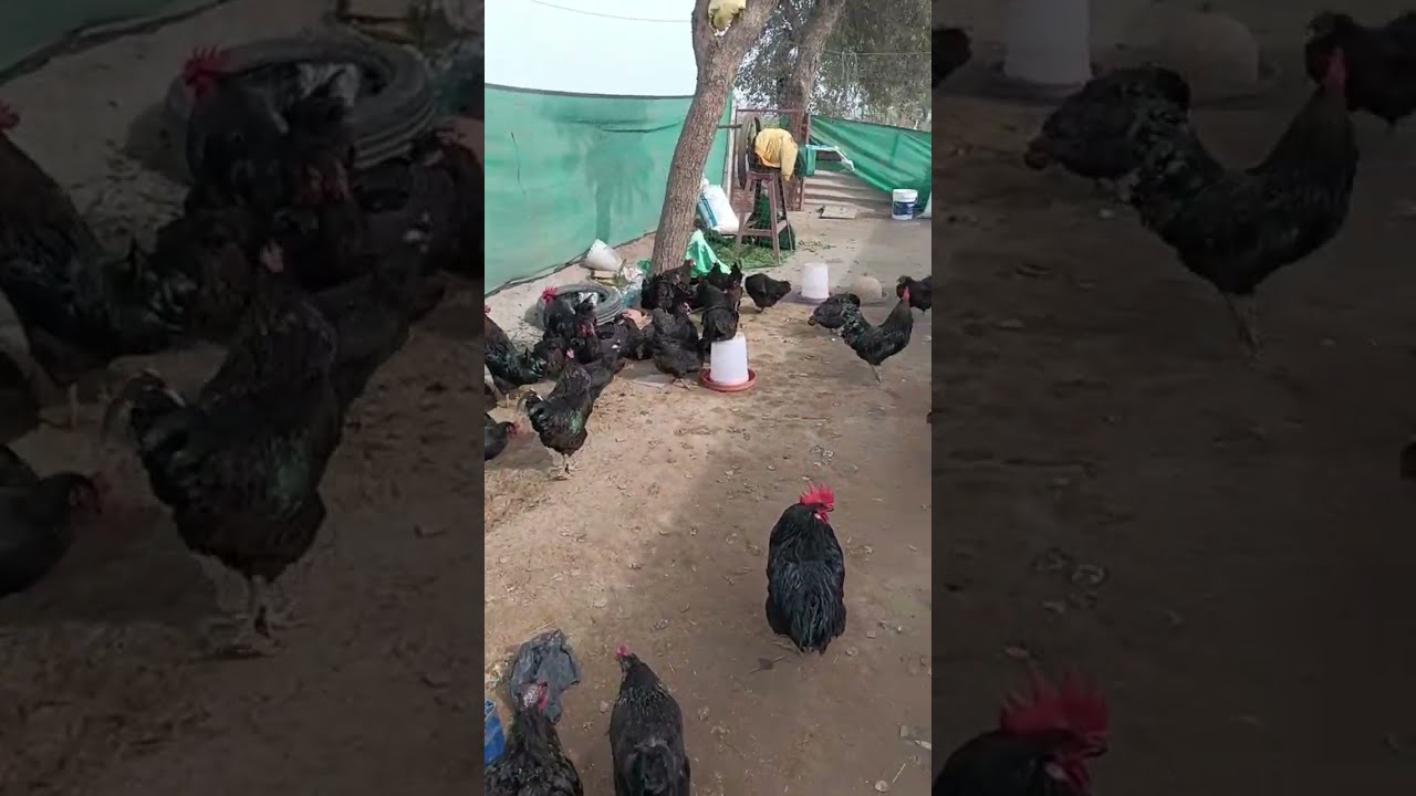 Live farm cleaning 16 jan 2026
