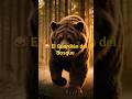 #Oso#Wildlife#Naturaleza#AnimalesSalvajes#UltraRealista#8K#CineAnimal#Shorts#VidaSalvaje#Bosque