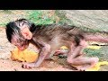 Escape Kidnapper Monkey So Hungry Eat So Quickly - BBlover 17