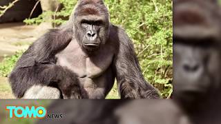 Gorilla killed: Gorillas have a history of protecting kids who fall into zoo enclosures - TomoNews