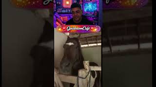 Cavalo Ansioso pra Galopar