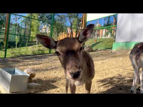 Video: Si të kurseni para në kopshtin zoologjik të Atlantës