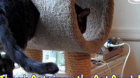 "Cosmic Catnip" - Ultra Fur