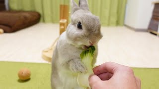 遊んでる最中に突然チンゲン菜を渡された時のうさぎさんの反応が１００点でした