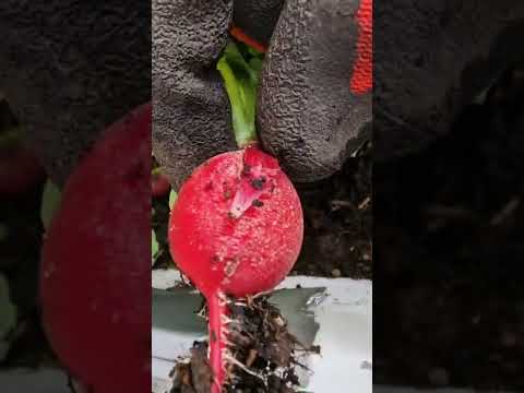 Red Radish #Shorts