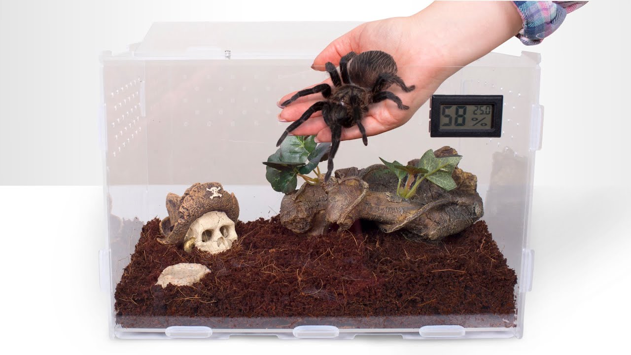 Membangun Terarium untuk Tarantula