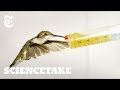 How Hummingbirds Cheat Death | ScienceTake